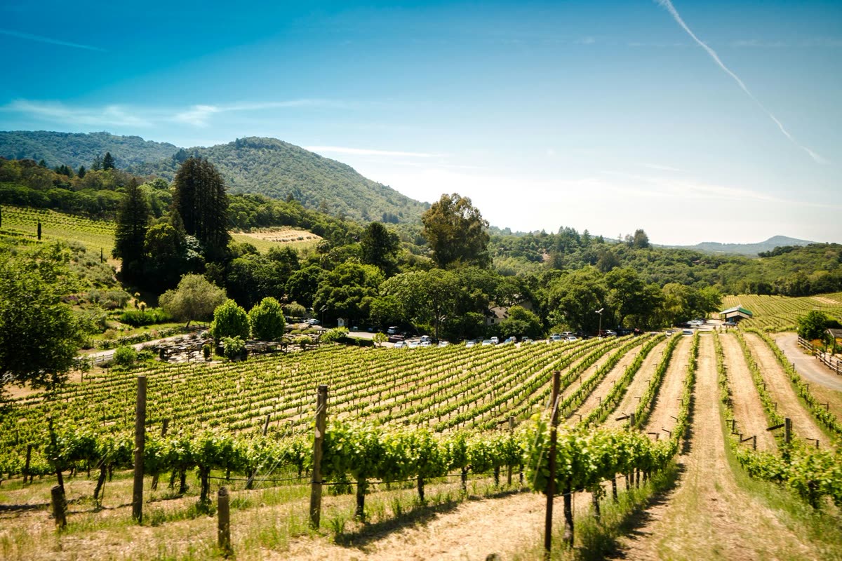 Vignoble en terrasses, symbole de l'ancrage patrimonial de Trianon Capital